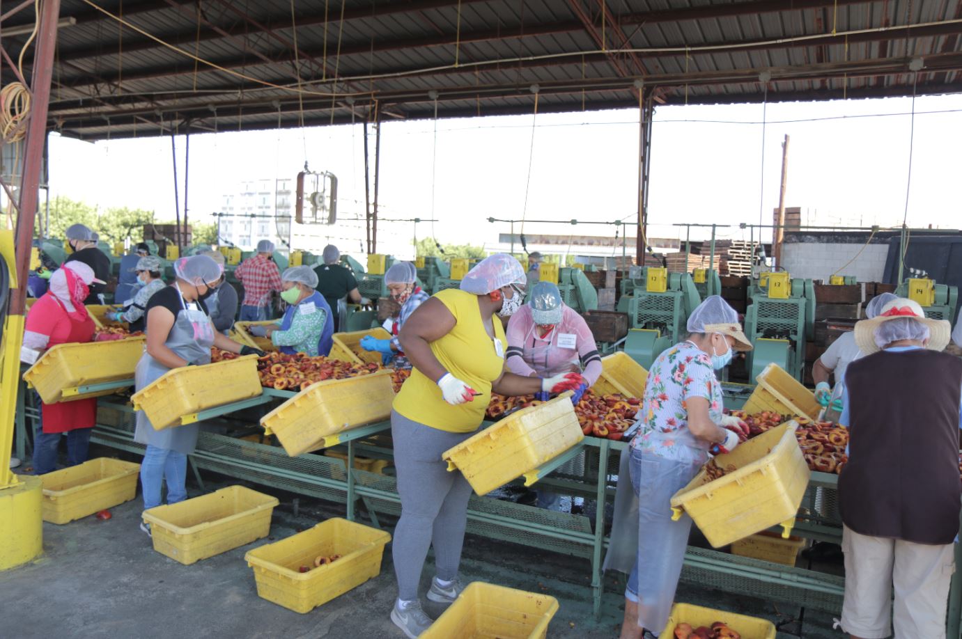Workers at Nilmeier Farms Processing Stonefruits for Dehydration