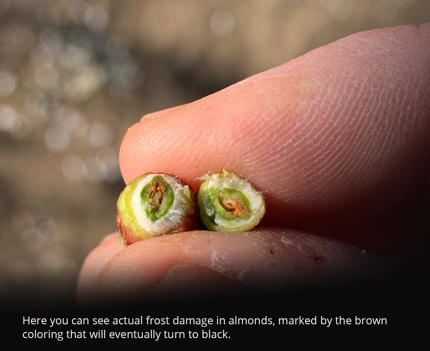 Frost damage in almonds
