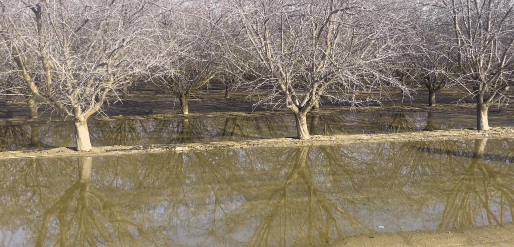 Ponding issues - gypsum helps water infiltration