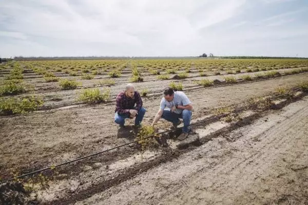 Farmers surveying soil at a farm