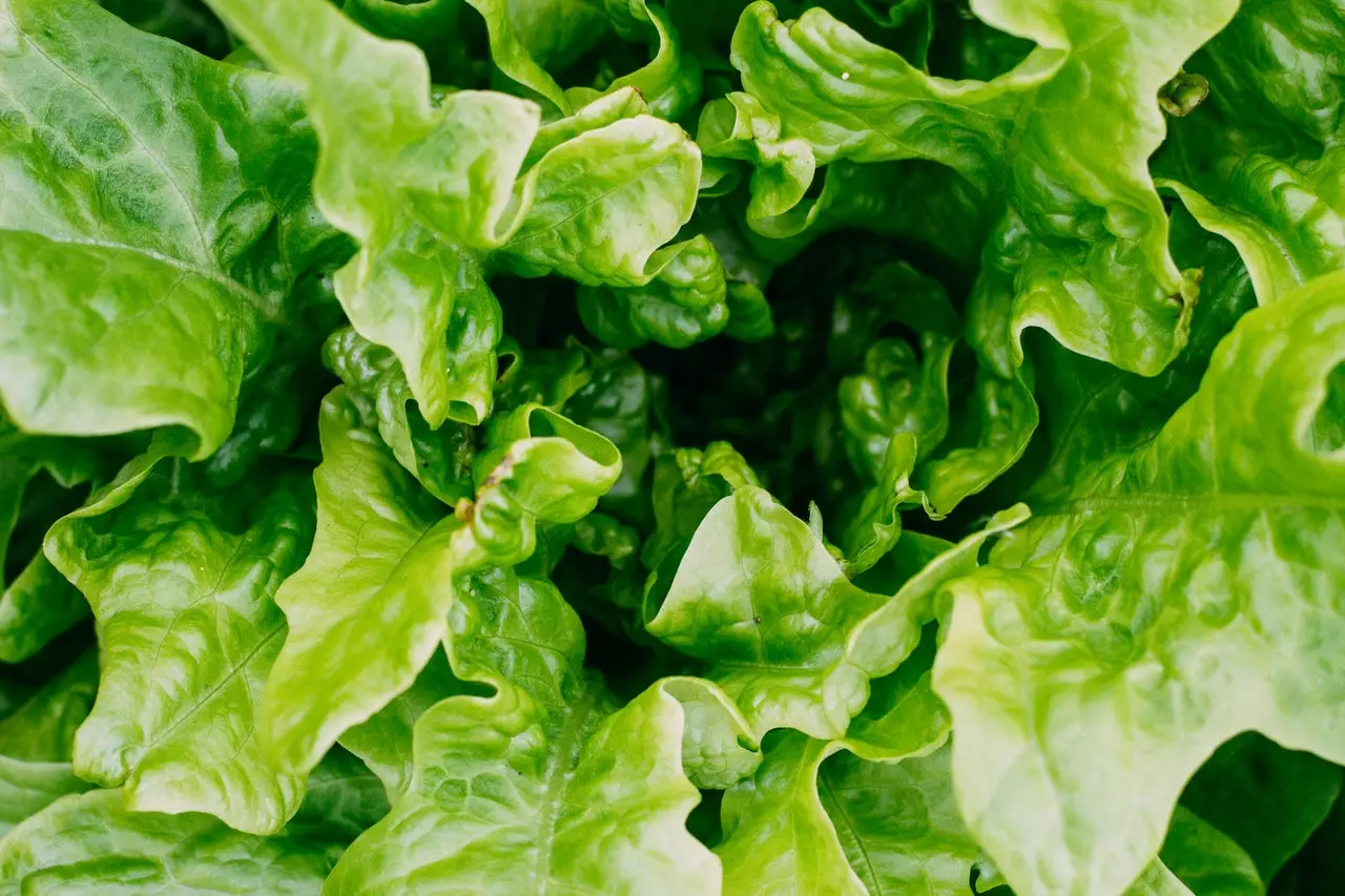 romaine lettuce