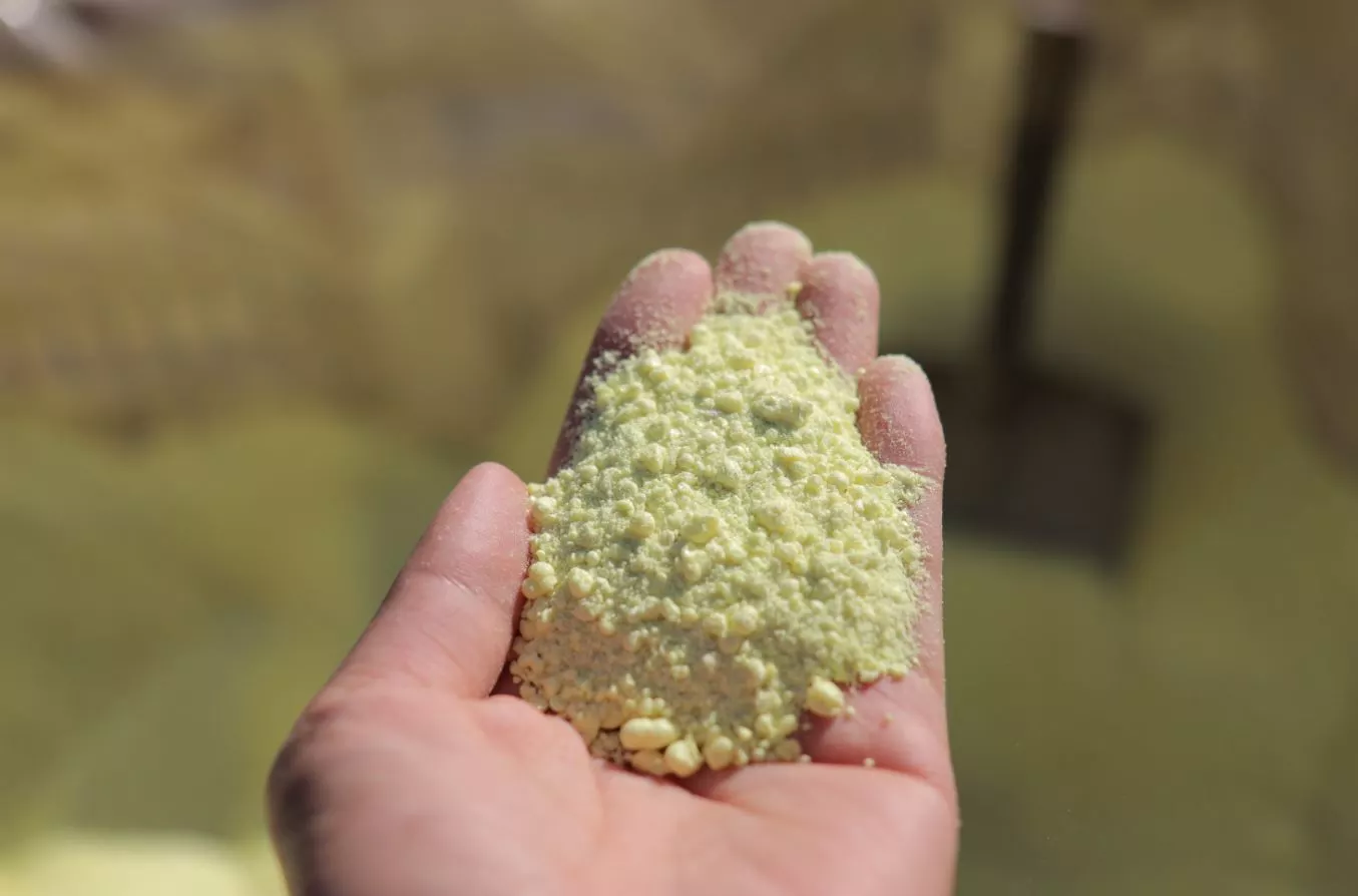 Hand holding Holloway Sulfur
