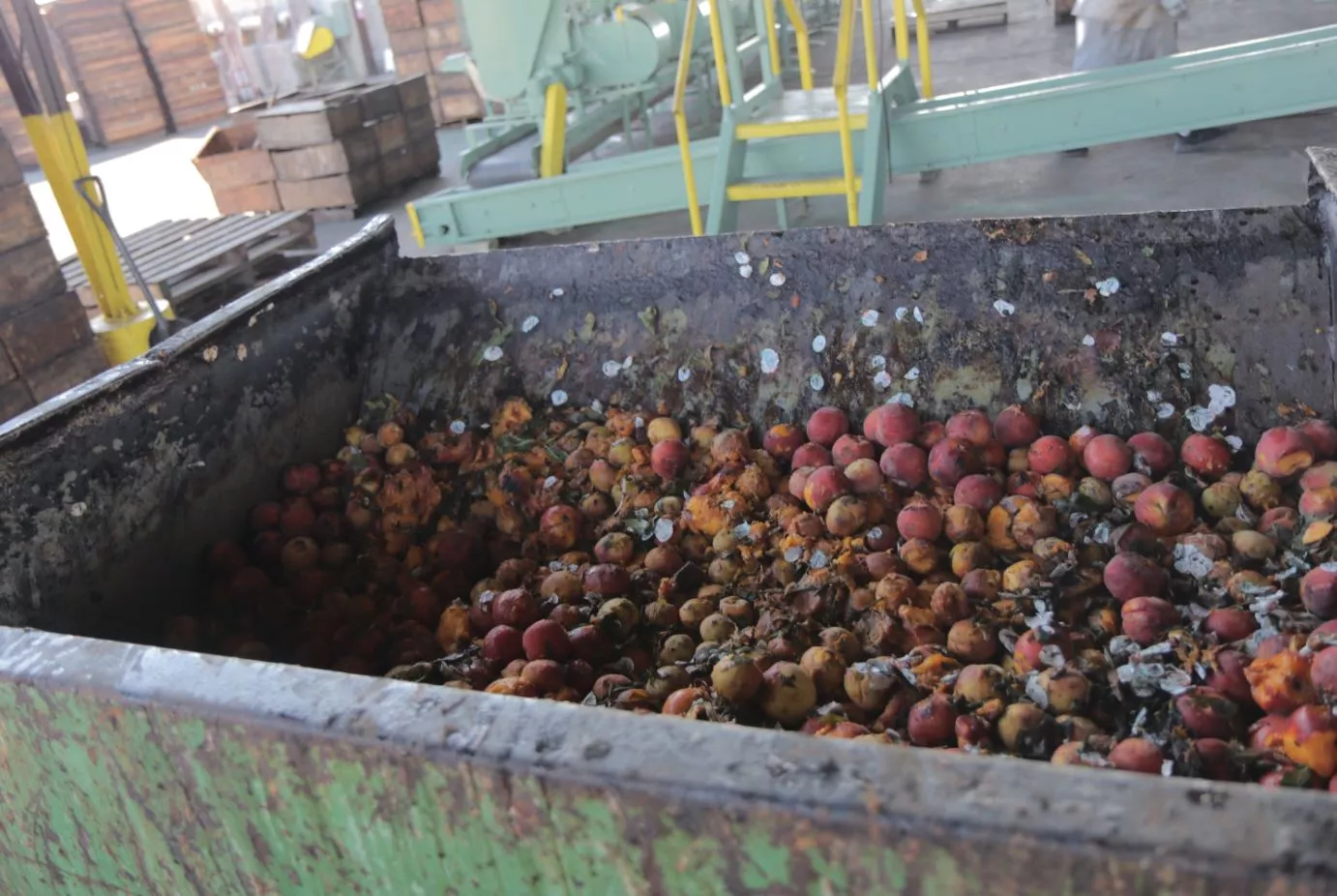 Harvested Stonefruit from Nilmeier Farms