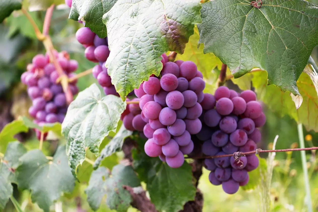 Grapes on the vine