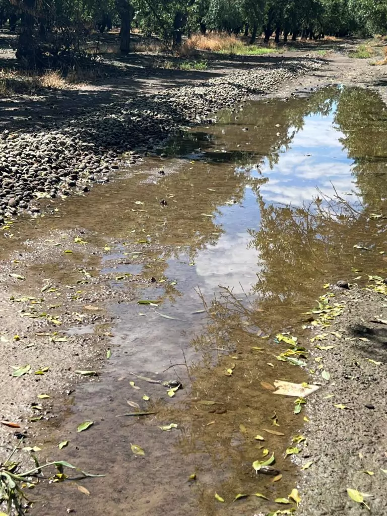 Rain during harvest can affect almond quality, increase harvest